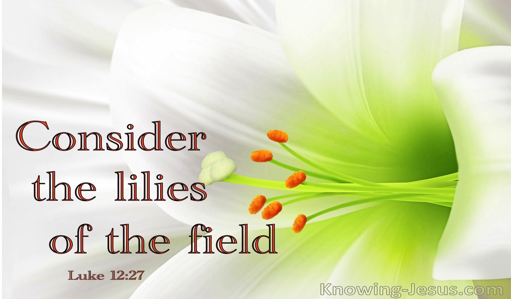 Luke 12:27 Consider The Lilies Of The Field (white)